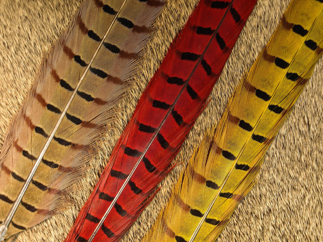 Ringneck Pheasant Center Tail Pair