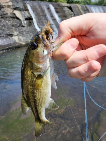 Spotted Bass Caught by Customer