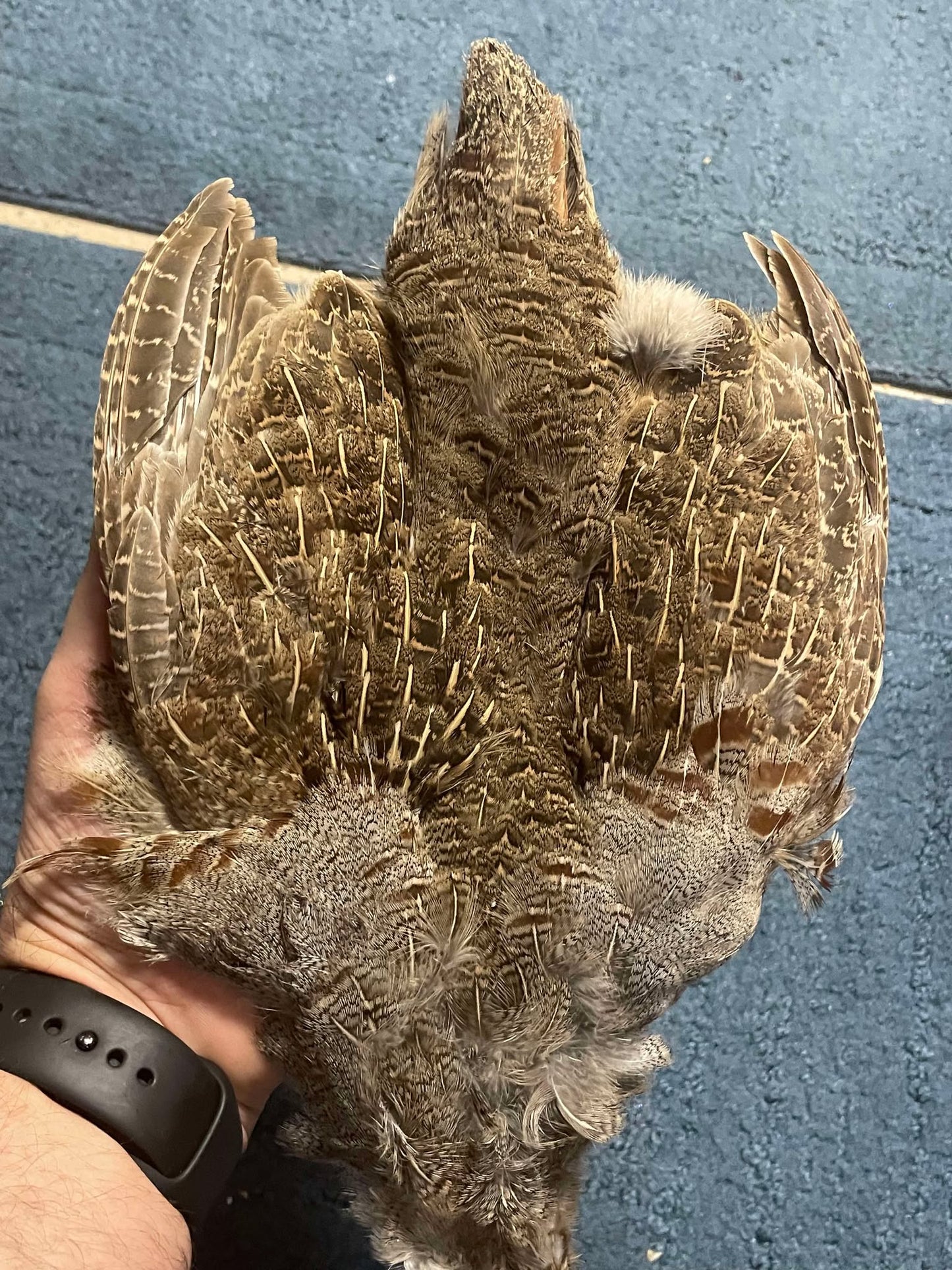 PREMIUM HUNGARIAN PARTRIDGE